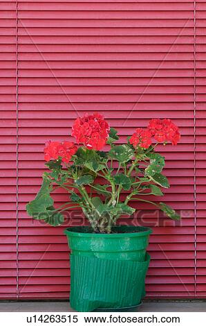 Stock Photography - Green flower pot with red geranium on window sill with red Venetian blind behind. Fotosearch