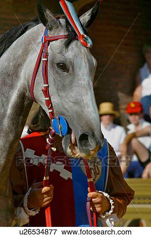 Grey horse, detail of head, in historical procession, Palio, Siena View Large Photo Image Stock Photo - Grey horse, detail of head, in historical procession, Palio, Siena. Fotosearch
