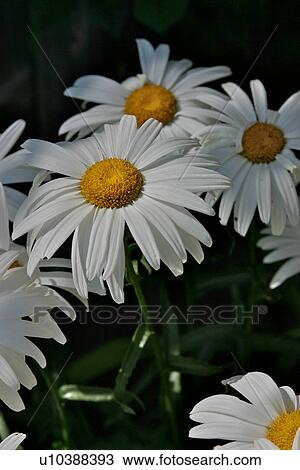 Stock Image - Group of Shasta daisies against dark background. Fotosearch