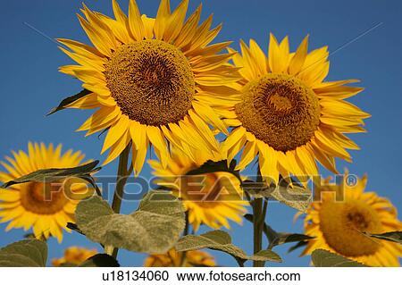 Group of sunflowers against blue sky in Italy View Large Photo Image Stock Image - Group of sunflowers against blue sky in Italy. Fotosearch