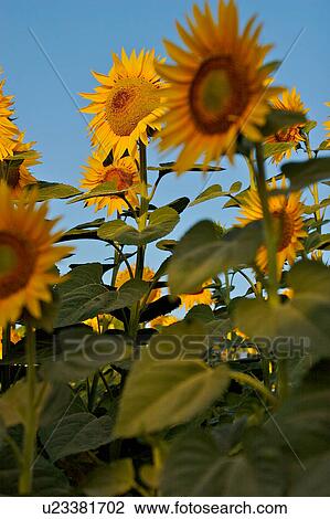 Group of sunflowers against blue sky in Italy View Large Photo Image Stock Image - Group of sunflowers against blue sky in Italy. Fotosearch