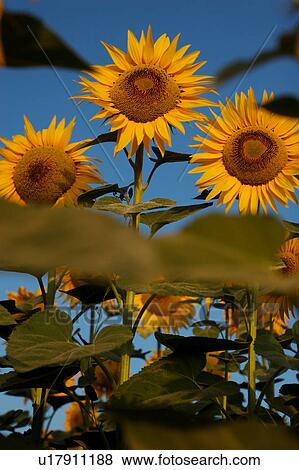 Group of sunflowers against blue sky in Italy View Large Photo Image Stock Photo - Group of sunflowers against blue sky in Italy. Fotosearch