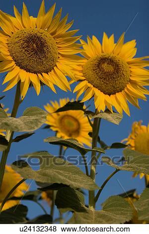 Group of sunflowers against blue sky in Italy View Large Photo Image Stock Photo - Group of sunflowers against blue sky in Italy. Fotosearch