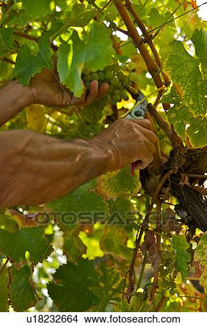Harvesting grapes in Italy, close up of hands and secateurs as grapes are collected View Large Photo Image Picture - Harvesting grapes in Italy, close up of hands and secateurs as grapes are collected. Fotosearch