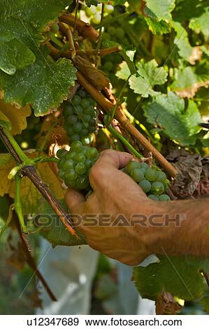 Harvesting grapes in Italy, close up of hands as grapes are collected View Large Photo Image Stock Photo - Harvesting grapes in Italy, close up of hands as grapes are collected. Fotosearch