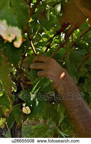 Stock Photo - Harvesting grapes in Italy, close up of hands and secateurs as grapes are collected. Fotosearch