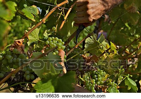 Stock Photography - Harvesting grapes in Italy, close up of hands as grapes are collected. Fotosearch