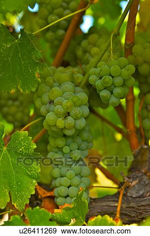Harvesting grapes in Italy - Close up of green grapes on vine, View Large Photo Image Stock Photo - Harvesting grapes in Italy - Close up of green grapes on vine, . Fotosearch