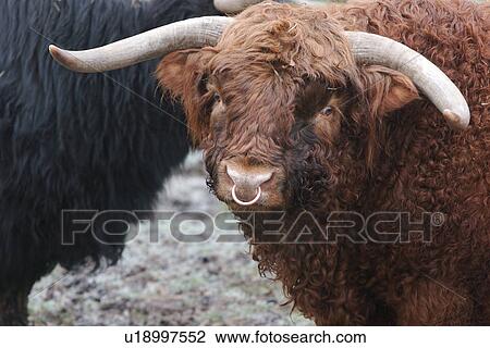 Highland cattle detail view of head, horns, with black bullock in background, frost on ground View Large Photo Image Stock Image - Highland cattle detail view of head, horns, with black bullock in background, frost on ground . Fotosearch