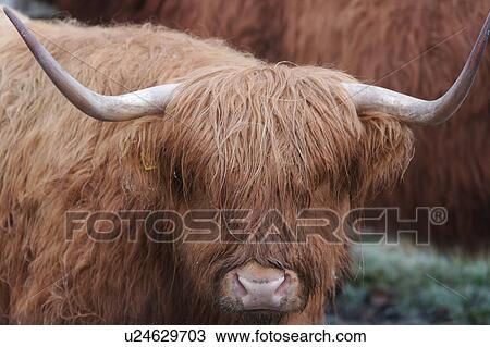 Highland cattle detail view of head, horns, front of face View Large Photo Image Stock Image - Highland cattle detail view of head, horns, front of face. Fotosearch
