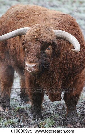 Highland cattle frontal view of head, and body standing on frosty grass View Large Photo Image Stock Photography - Highland cattle frontal view of head, and body standing on frosty grass. Fotosearch