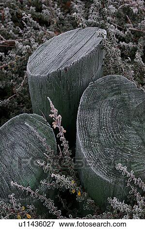 Hoar frost on cut tree stumps, with undergrowth surround View Large Photo Image Stock Photo - Hoar frost on cut tree stumps, with undergrowth surround. Fotosearch