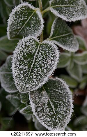 Hoar frost on green leaves, close up View Large Photo Image Stock Photo - Hoar frost on green leaves, close up. Fotosearch