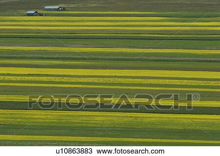 Huts in Lentil fields and rapeseed, Piano Grande, Umbria, Italy View Large Photo Image Stock Image - Huts in Lentil fields and rapeseed, Piano Grande, Umbria, Italy. Fotosearch