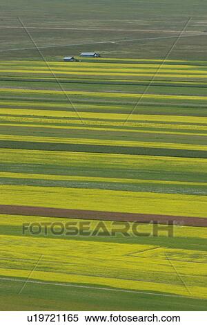 Stock Photography - Huts in Lentil fields and rapeseed, Piano Grande, Umbria, Italy. Fotosearch