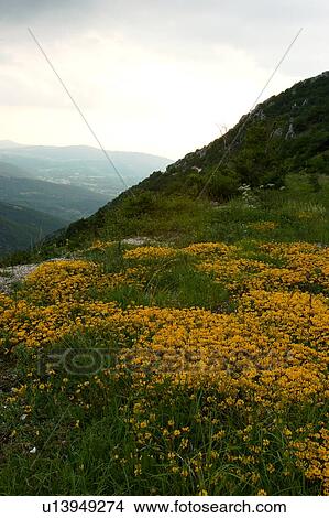 Jaune Fleurs Sauvages Sur Flanc Montagne Paysage Vue De Montagnes Avant Soir Orage Image