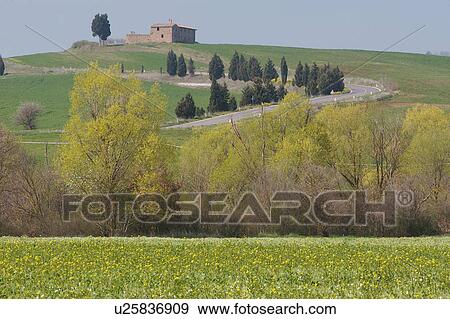 Stock Photo - landscape view of hill top farm house and curving road near Pienza across green fields, yellow flowers, with blue sky in spring time. Fotosearch