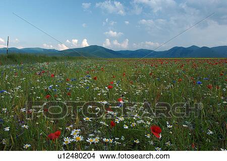 Landscape view of Piano Grande with wild spring flowers View Large Photo Image Picture - Landscape view of Piano Grande with wild spring flowers. Fotosearch
