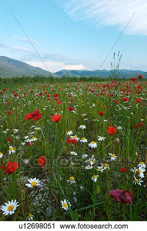 Landscape view of Piano Grande with wild spring flowers View Large Photo Image Stock Image - Landscape view of Piano Grande with wild spring flowers. Fotosearch