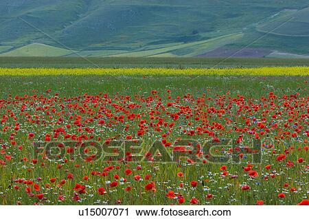 Stock Image - Landscape view of Piano Grande with wild spring flowers. Fotosearch