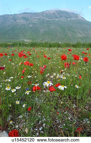 Stock Image - Landscape view of Piano Grande with wild spring flowers. Fotosearch