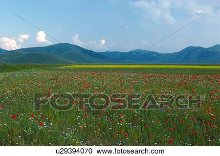 Landscape view of Piano Grande with wild spring flowers View Large Photo Image Stock Image - Landscape view of Piano Grande with wild spring flowers. Fotosearch