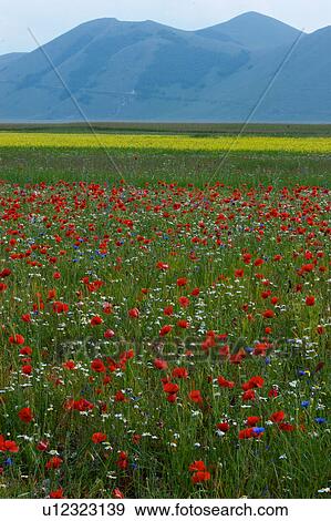 Landscape view of Piano Grande with wild spring flowers View Large Photo Image Stock Photo - Landscape view of Piano Grande with wild spring flowers. Fotosearch
