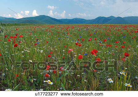 Stock Photo - Landscape view of Piano Grande with wild spring flowers. Fotosearch