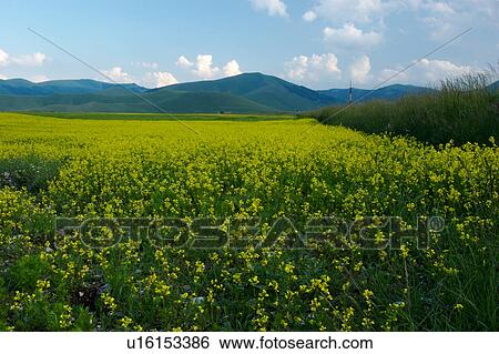 Landscape view of Piano Grande with canola in flower View Large Photo Image Stock Photograph - Landscape view of Piano Grande with canola in flower. Fotosearch