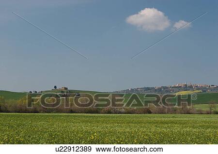 landscape view of Pienza across green fields, yellow flowers, with blue sky in spring time View Large Photo Image Stock Photo - landscape view of Pienza across green fields, yellow flowers, with blue sky in spring time. Fotosearch