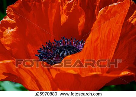 Stock Image - Large red Poppy. Fotosearch
