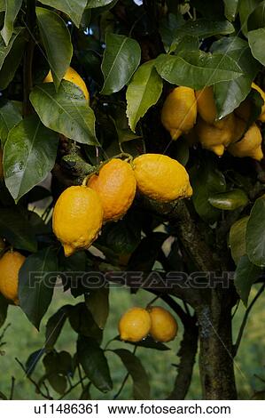 Lemons growing on fruit tree, with dew drop hanging, Sorrento, Amalfi Coast, Italy View Large Photo Image Stock Image - Lemons growing on fruit tree, with dew drop hanging, Sorrento, Amalfi Coast, Italy. Fotosearch
