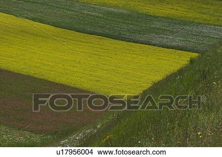 Lentil fields and rapeseed, Piano Grande, Umbria, Italy View Large Photo Image Picture - Lentil fields and rapeseed, Piano Grande, Umbria, Italy. Fotosearch