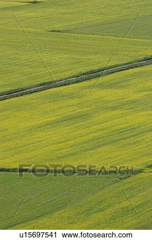 Lentil fields and rapeseed, Piano Grande, Umbria, Italy View Large Photo Image Stock Image - Lentil fields and rapeseed, Piano Grande, Umbria, Italy. Fotosearch
