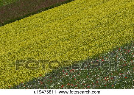 Stock Image - Lentil fields and rapeseed, Piano Grande, Umbria, Italy. Fotosearch