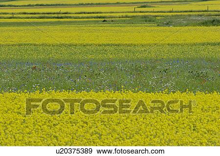 Lentil fields and rapeseed, Piano Grande, Umbria, Italy View Large Photo Image Stock Photo - Lentil fields and rapeseed, Piano Grande, Umbria, Italy. Fotosearch