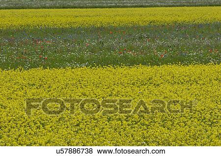 Lentil fields and rapeseed, Piano Grande, Umbria, Italy View Large Photo Image Stock Photo - Lentil fields and rapeseed, Piano Grande, Umbria, Italy. Fotosearch