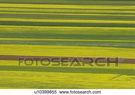 Lentil fields and rapeseed, Piano Grande, Umbria, Italy View Large Photo Image Stock Photography - Lentil fields and rapeseed, Piano Grande, Umbria, Italy. Fotosearch