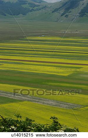 Stock Photography -  Lentil fields and rapeseed, Piano Grande, Umbria, Italy. Fotosearch