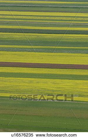 Lentil fields and rapeseed, Piano Grande, Umbria, Italy View Large Photo Image Stock Photography - Lentil fields and rapeseed, Piano Grande, Umbria, Italy. Fotosearch