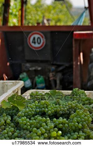 Picture - Loading harvested crates of green grapes onto tractor, at grape harvest. Fotosearch