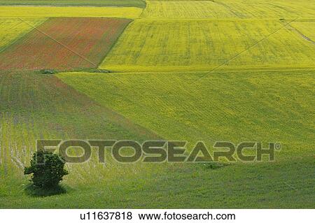 Lone tree in lentil fields and rapeseed, Piano Grande, Umbria, Italy View Large Photo Image Stock Photo - Lone tree in lentil fields and rapeseed, Piano Grande, Umbria, Italy. Fotosearch
