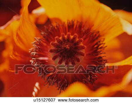 Macro closeup of red Oriental poppy View Large Photo Image Stock Photo - Macro closeup of red Oriental poppy. Fotosearch
