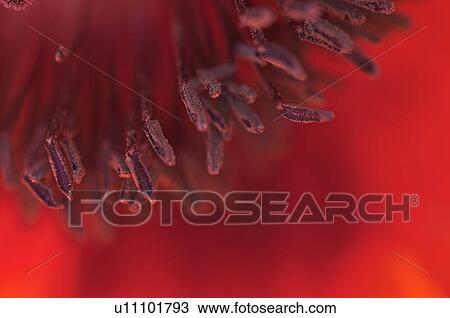 macro detail of red Oriental poppy centre View Large Photo Image Stock Image - macro detail of red Oriental poppy centre. Fotosearch