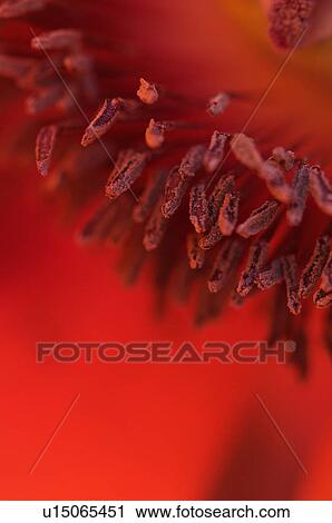 Stock Image - macro detail of red Oriental poppy centre. Fotosearch