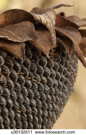 Macro detail sepals and seeds of dying sunflower View Large Photo Image Stock Image - Macro detail sepals and seeds of dying sunflower. Fotosearch