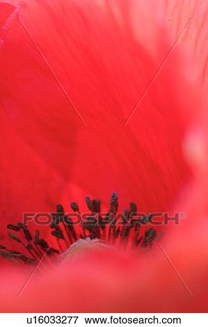 Macro view of centre of Oriental red Poppy flower View Large Photo Image Stock Photo - Macro view of centre of Oriental red Poppy flower. Fotosearch