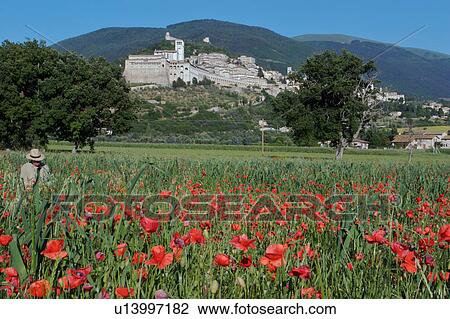 Stock Image - Man sitting in field of poppies below Assisi, Basilica of San Francesco. Fotosearch