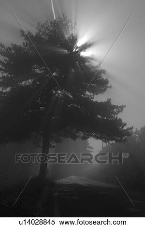 Monochrome view of evergreen tree at side of winding road in early morning fog, with sunburst view of sun behind tree and contrail View Large Photo Image Stock Photography - Monochrome view of evergreen tree at side of winding road in early morning fog, with sunburst view of sun behind tree and contrail. Fotosearch