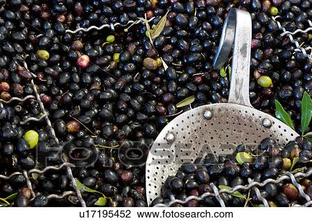 Stock Image - olives under steel wire mesh in vat ready for pressing, with old perforated spoon. Fotosearch